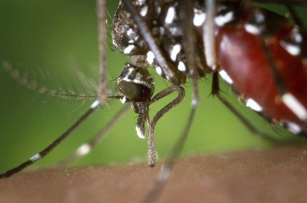 West Nile fever killed 15 people in Greece since start of 2019 - Healthcare Organization
