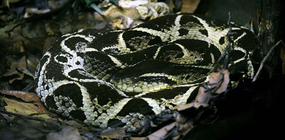 Brazilian scientists say molecule in local snake venom may hold key to coronavirus drug