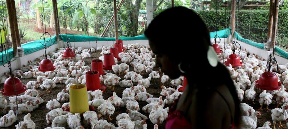 Pandemic experts sound alarm over the spread of avian influenza to humans