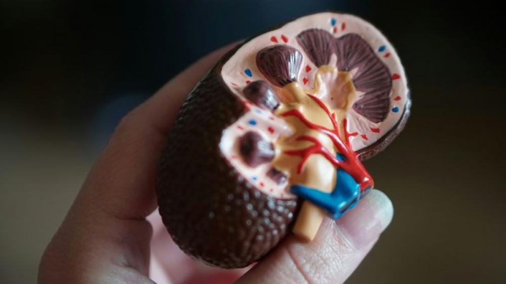 Scientists discover new ways to predict course of chronic kidney disease