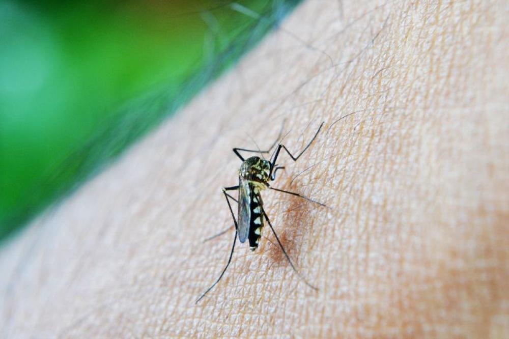 WHO declares Georgia as malaria free