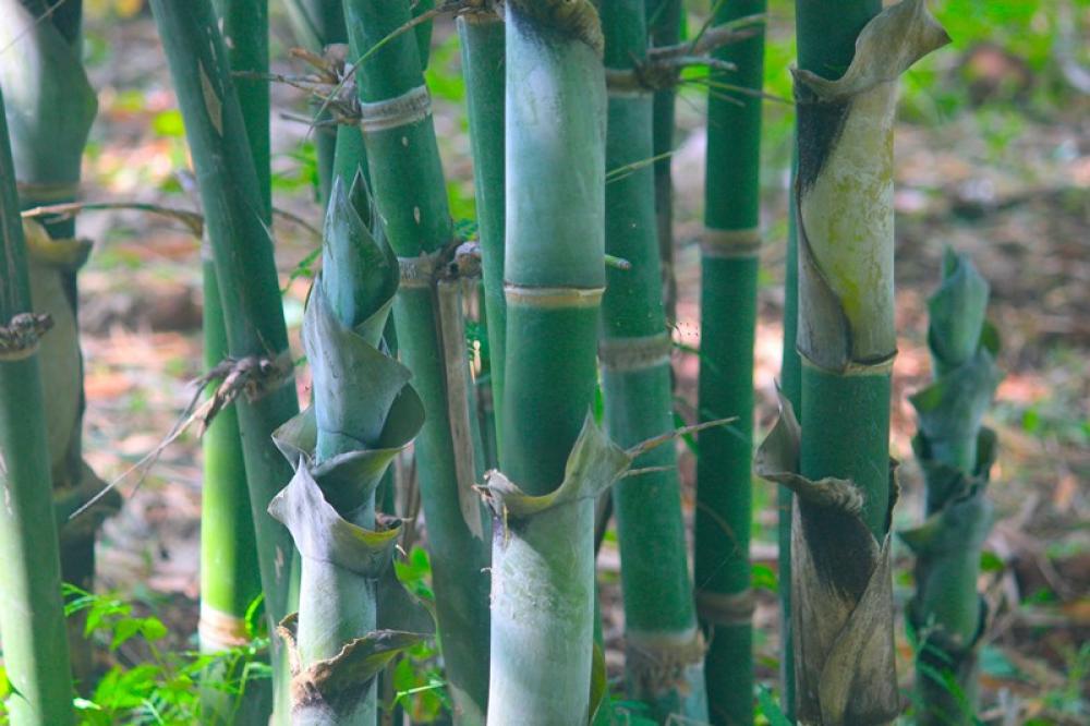 Could bamboo be the superfood you&rsquo;ve been missing? New study reveals shocking benefits