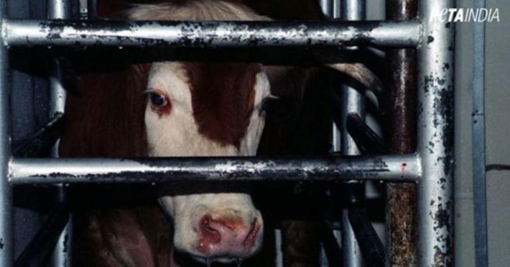 Ahead of Bakrid, PETA India urges states to enforce law prohibiting animal sacrifices 