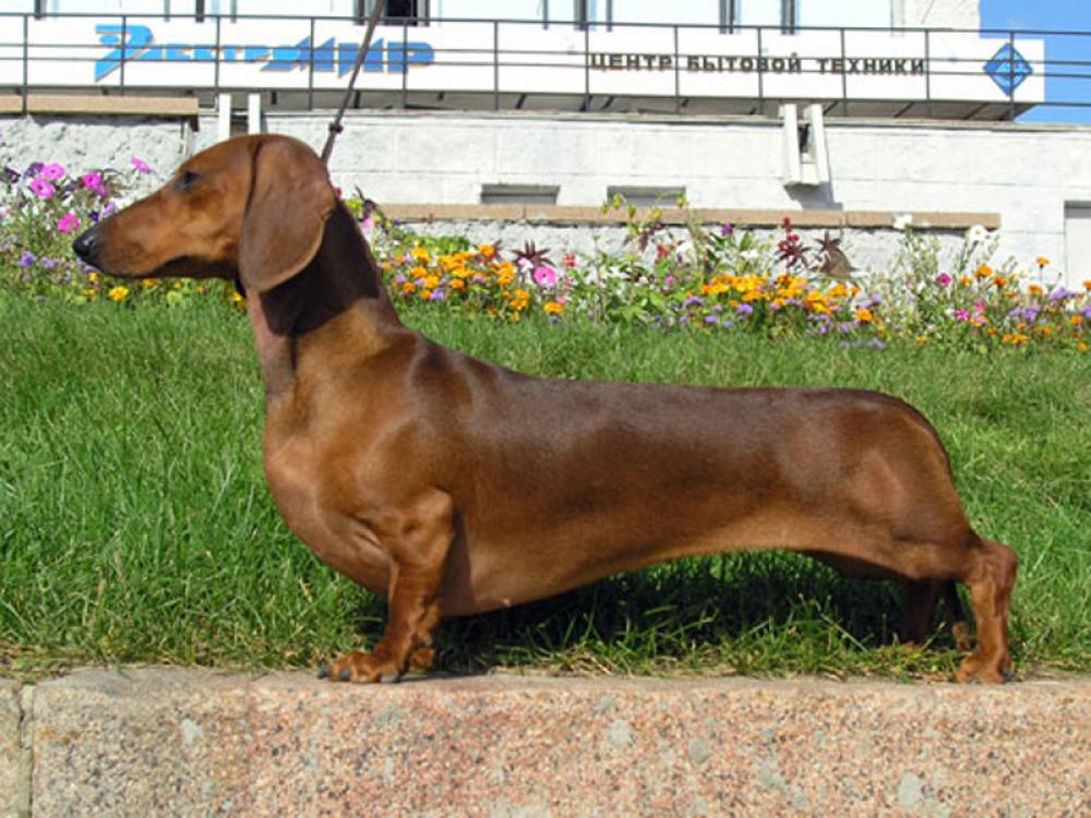 Dachshund rescued from meat market in China finds new home 