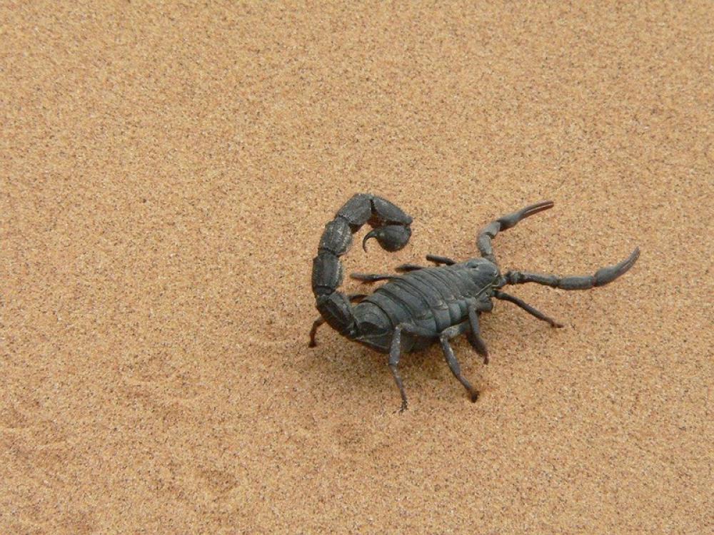 More than 500 people get treated for scorpion bites in Southern Egypt: Acting Health Minister