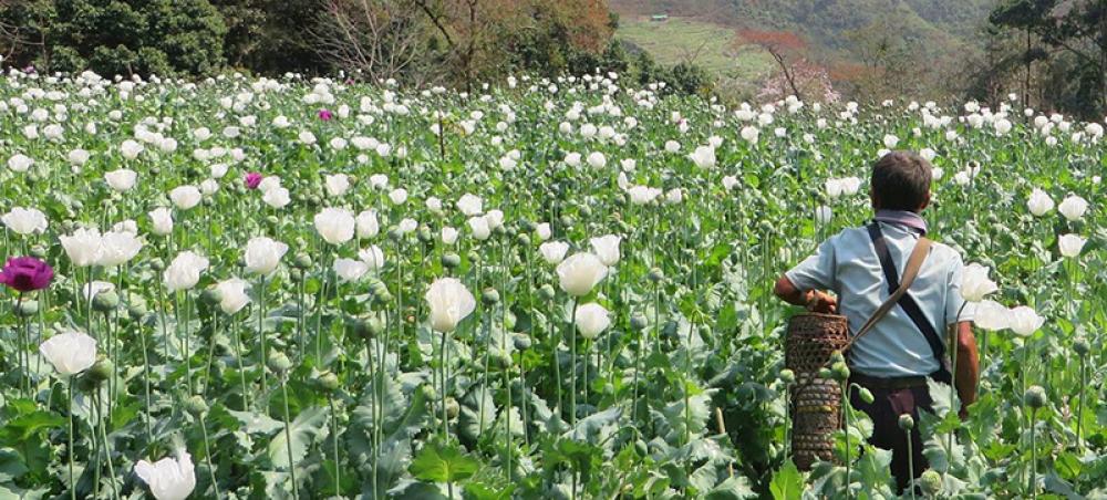 Myanmar overtakes Afghanistan to become world’s top opium producer