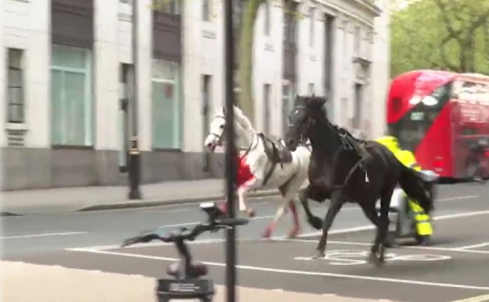 Horses run loose in London city, later recovered by cops