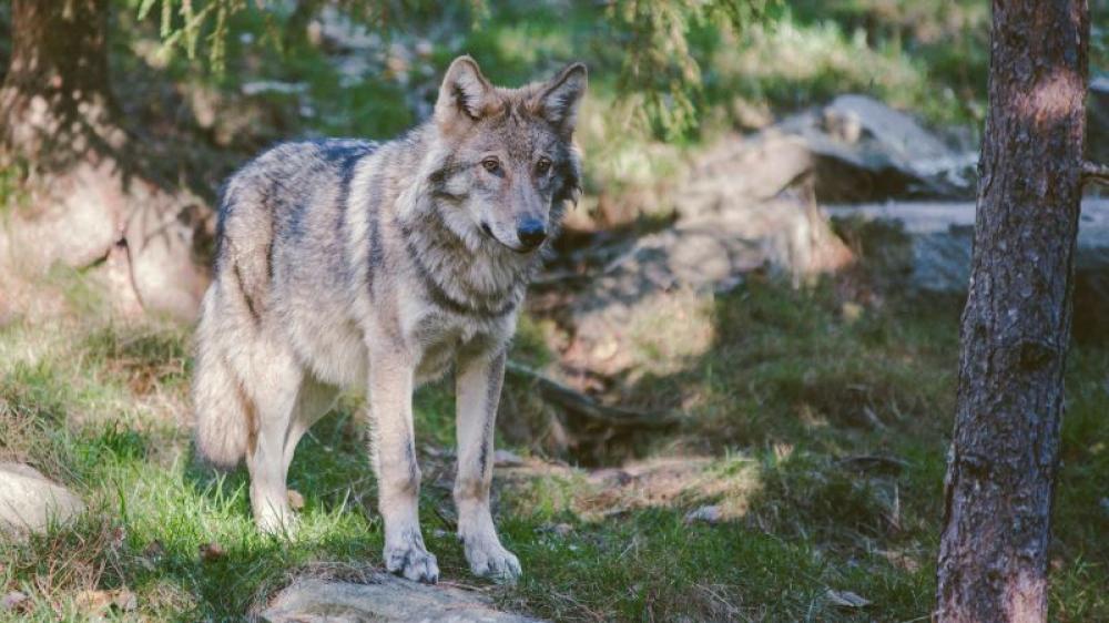 Paris: Woman jogging in safari park attacked by wolves, admitted to hospital