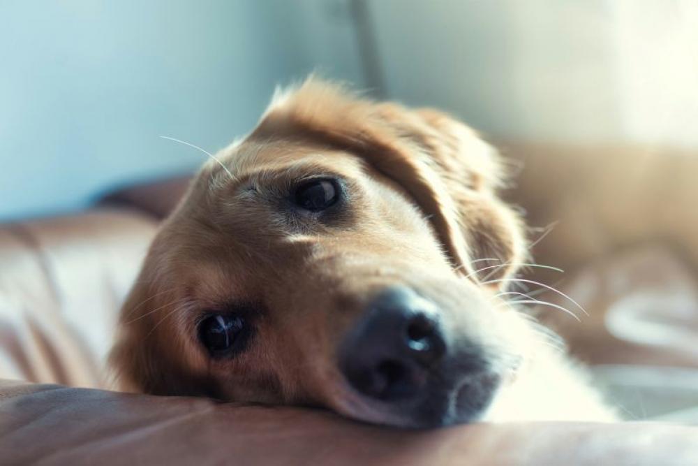 Two highway workers face probe in China after cooking, consuming pet dog