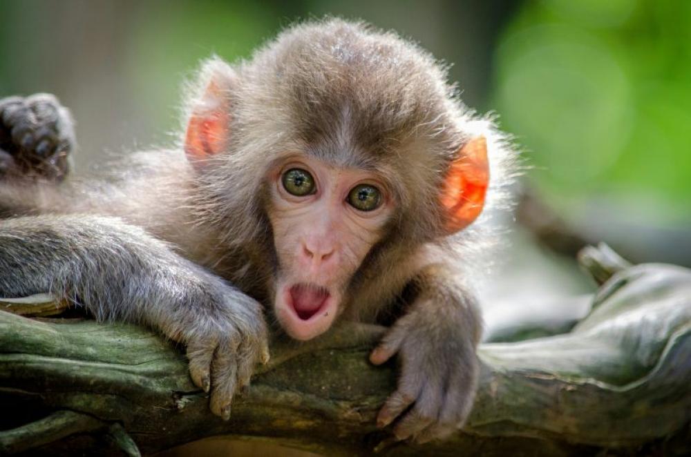 Sri Lanka: Monkeys blamed for nationwide power outage 