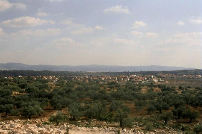 'Immediate action' needed to support olive farmers in occupied Palestinian territory – UN