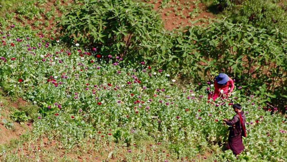 Myanmar: opium cultivation down 25 per cent, but conflict areas remain 