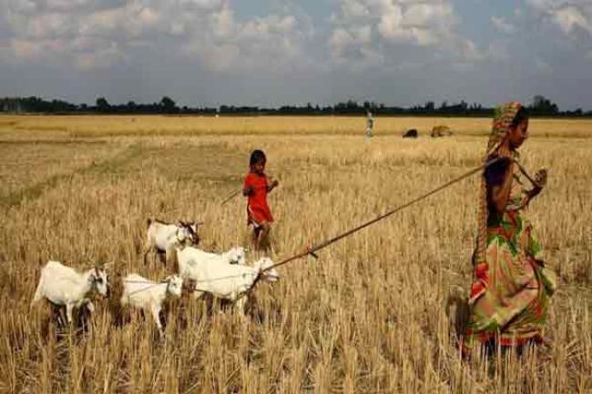 Billions needed to eradicate poverty and hunger: IFAD 