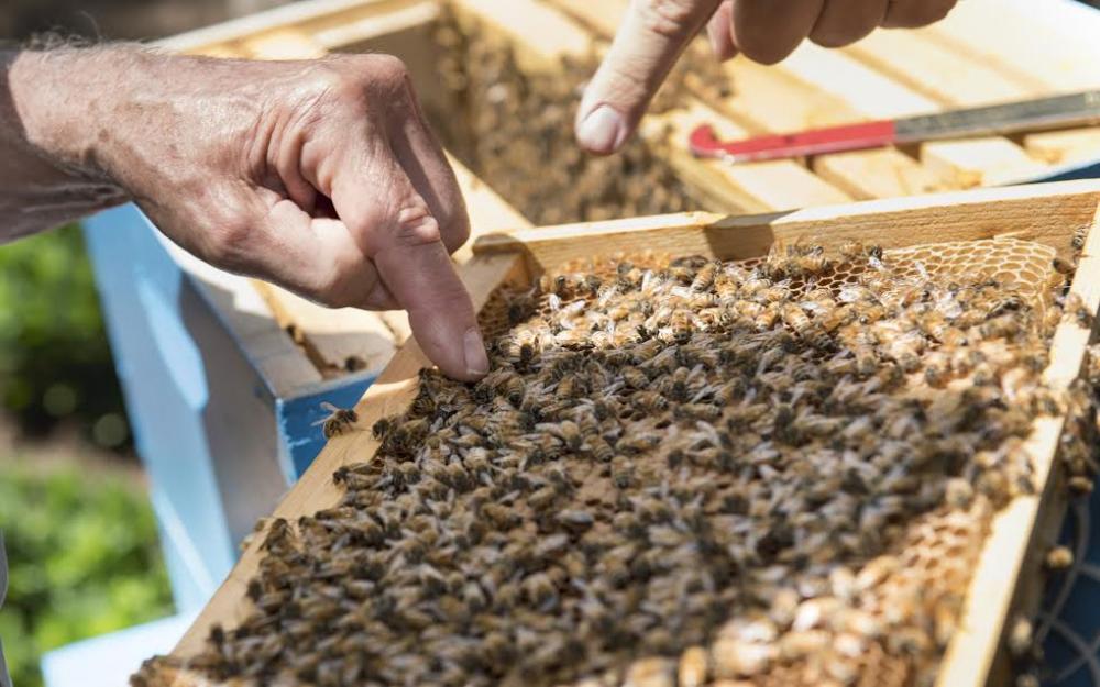 Beehives installed on UNHQ grounds