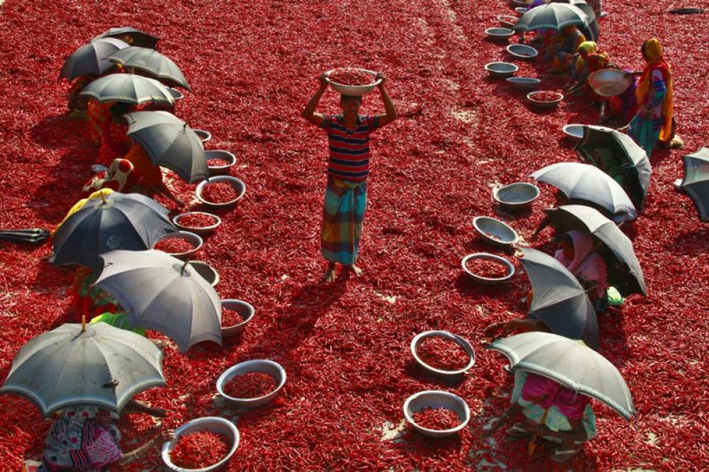 Man carrying tray of red chilies in Bangladesh