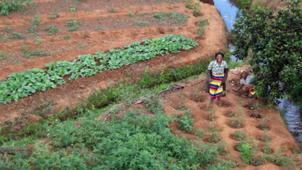 On International Day, UN highlights rural women's participation in sustainable, climate-resilient agricultural