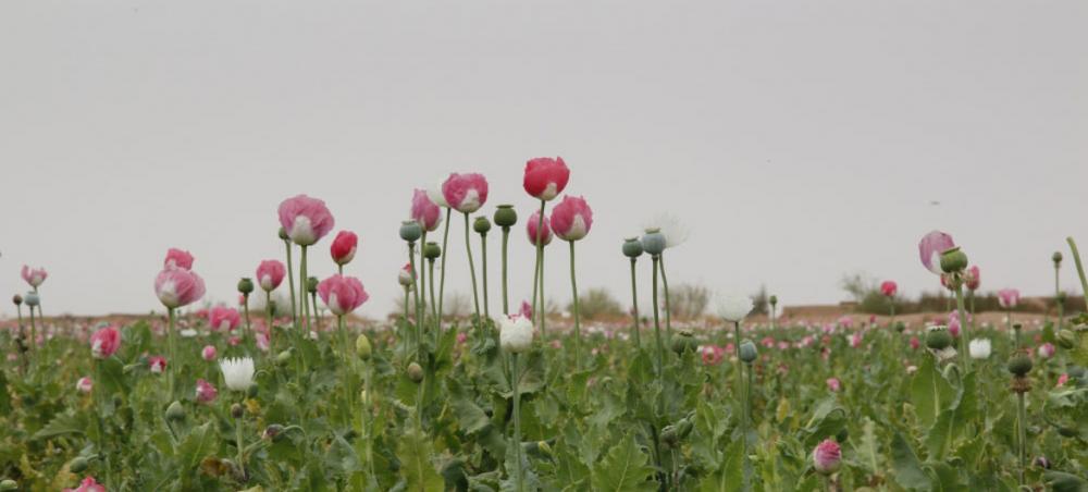 Record-high opium production in Afghanistan creates multiple challenges for region and beyond, UN warns