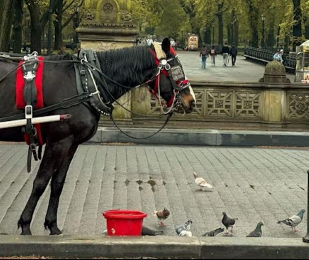&lsquo;Romanch&rsquo;s Law&rsquo;: NYC Bill named after tourist killed in horse carriage accident 